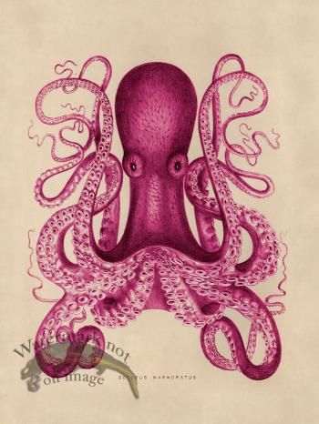 Octopus Pink 01